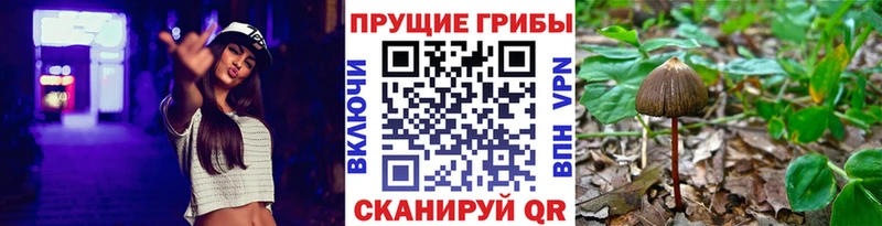 Купить  Стародуб  Галлюциногенные грибы Magic Shrooms 